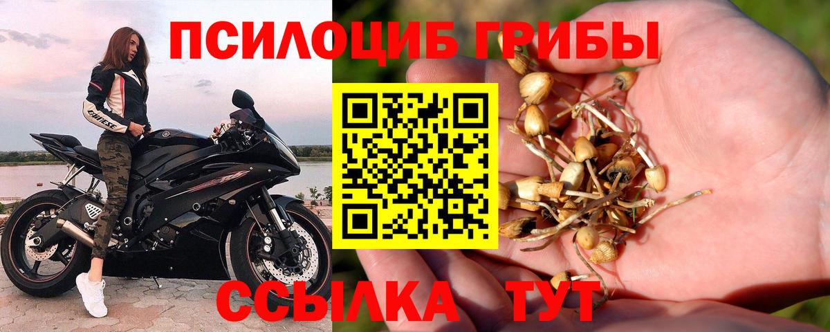 Псилоцибиновые грибы Psilocybine cubensis Кудымкар